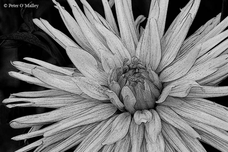 November 2006 Monochrome Print - Peter O'Malley - Dazzling Dahlia